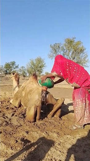 ليلى تلفّ الجرّة بالقماش لتُسري البرودة في جسد الجمل كنسيمٍ رحيم 🐪💦