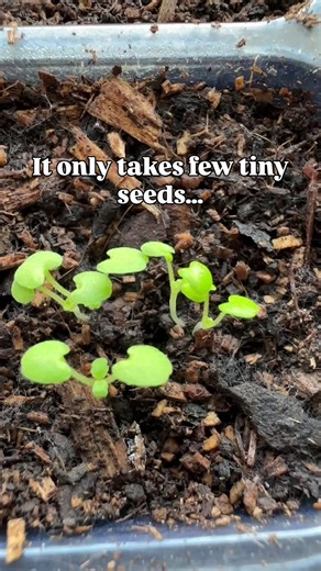 This might surprise you... I think it' sometimes hard to believe that our TINY seedlings really will grow into something big this summer but I promise they absolutely WILL. This is what teeny little perennial Agastache Liquorice Blue look like and I added just 3 to a pot with some annual Agaratum too and it filled the WHOLE pot for about 20p of seeds. Agastache seeds were from my seed collection last year and we have just sown them in the winter grow along too. I cannot WAIT for them again. This
