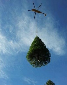 This Is How Christmas Trees Are Harvested Using Helicopter!!! | Fossbytes