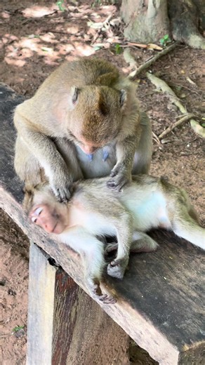 monkey finding lice #monkey #macaque #viral