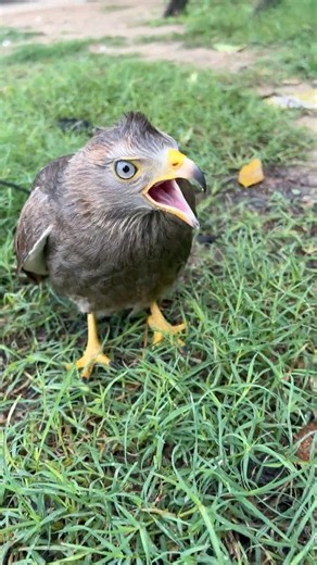 Hawk Sounds to Scare Birds🦅#shorts #hawk #birds #animals #eagle #wildlife #birdsounds