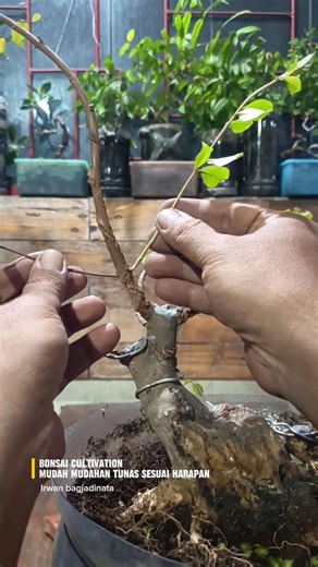 Plants cultivation 🌳 Mudah mudahan tumbuh tunas sesuai harapan 🥰 #bonsai #lifestyle #diy #gardening