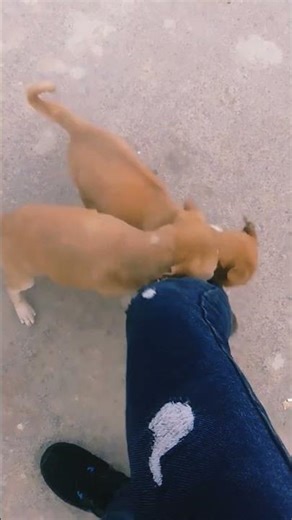 #funny #comedy #bhojpurimusic