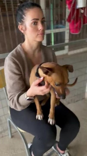 Mona - Hunde in Not aus dem Tierschutz - suchen ein Zuhause