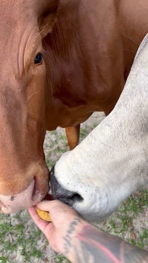 37 reactions · 7 comments | Jolene the Watusi and Milkshake the Brahman, getting all the good snacks!!! It was my life goal to someday have a cow…i now have 2 cows and a water buffalo!  #dreamcometrue #fblifestylechallenge #fblifestyle #farming #homesteading #cows #cute #beef #watusi #goals | Apocalypse Acres | Facebook