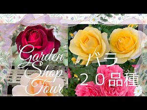 🌹【バラ ２０品種 紹介】バラ好きな方へ
