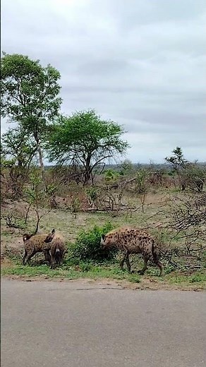 Hyena social interactions