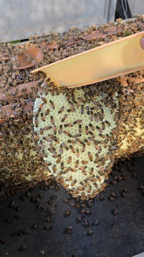 Cleaning new beeswax it growing on bee frame #honey #farming #animals #beekeeping #beehive