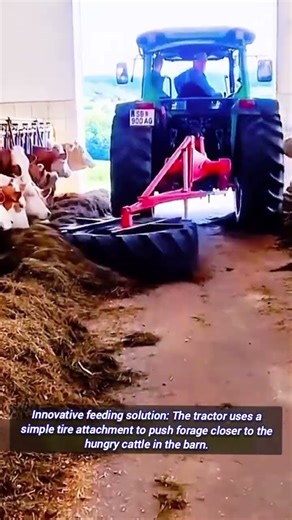 Innovative Farm Hack For Feeding Cows In The Barn.