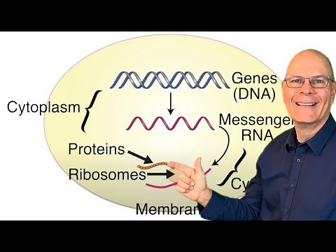 Cell Features and Types Compared (Plant, Animal, Prokaryotic)
