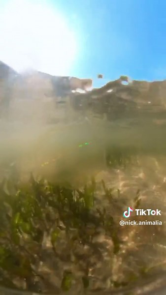 Check out this ctenophore giving off a little light show! These marine invertebrates have rows of cilia, called comb rows, that diffract light, creating a shimmering, rainbow-like effect. This diffraction is due to the precise arrangement and movement of the cilia, which split white light into its constituent colors. This display isn't bioluminescence (which ctenophores also produce) but rather a physical phenomenon resulting from the structure and motion of their comb rows! #marinebiology #scie