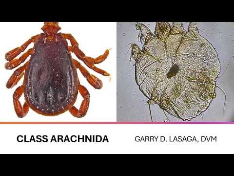 VET PARA 1 | Arachnids | Introduction