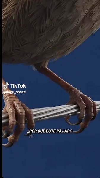 ¿Por qué un pájaro no se electrocuta en un cable? La respuesta simple