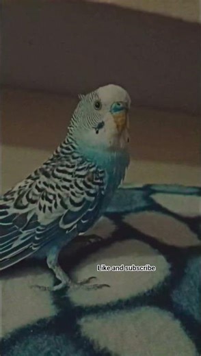 Male budgie bird voice #budgiesmating #birds #blackfacebudgie #parrot #lovebirdsfarming #parrot