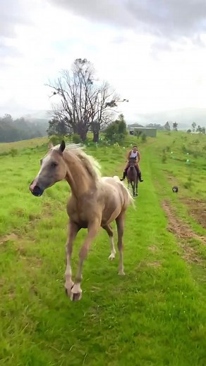 Morning Gallop Through the Rain: Horse Riding in Challenging Weather