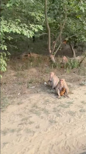 "A Beautiful Monkey Family Gathering in the Wild | Heartwarming Jungle Moments 🐒❤️ #explore #short