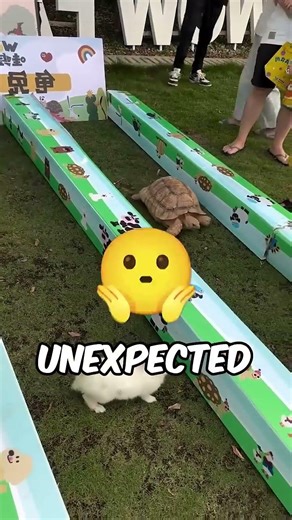 He Bet $1000 On A Turtle Vs Rabbit Race.