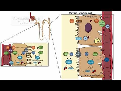 Proximal RTA & Mechanisms of Disease