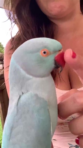 55K views · 1.6K reactions | Episode 156:#parrot #parrots #parrotsofinstagram #parrotlover #parrotsofig #parrotlet #parrotlife #parrotlovers #parrotstagram #parrotlove #parrotfish #parrotbay #parrotofinstagram #Parrotlets #parrotletsofinstagram #parrotheads #parrotsofinsta #parrotjungle #parrotworld #parrotgram #parrothead #parrotsoftheworld #parrotwhs #parrotsareawesome #parrottulips #parrotrescue #parrotinstagram #parrottoys #parrotpolish #parrotbebop | Bird P.Parrot | Facebook