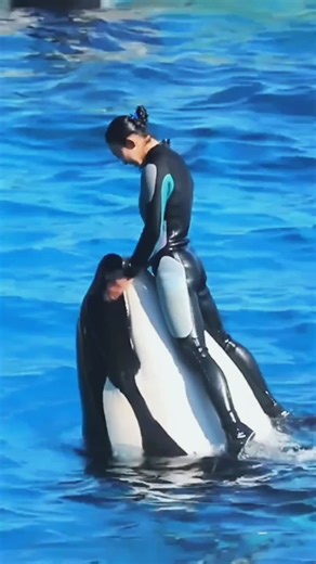 Dolphin Show Moments: Incredible Marine Performers