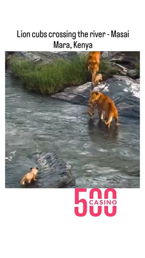universee_decode on Instagram: "This video depicts a pride of young lion cubs, around 3-4 months old, wading and swimming across a shallow river in Kenya's Masai Mara National Reserve, led by their mothers, showcasing instinctive family cooperation in navigating watery terrain. Lionesses in the Masai Mara often guide cubs through such crossings to access better hunting grounds, as supported by wildlife studies indicating that early exposure builds survival skills while minimizing drowning risks,