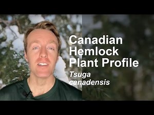 Canadian Hemlock (Tsuga canadensis) Plant Profile