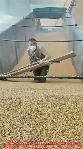 効率的なトウモロコシ荷下ろし：重力式穀物排出法