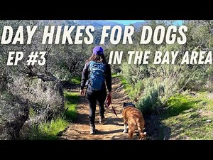 Day Hikes for Dogs in the Bay Area | Stevens Creek Reservoir Hiking | Dog Friendly Hikes in the Bay