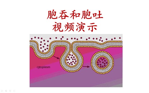 胞吞和胞吐 视频演示