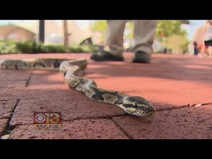 Python Found On Inner Harbor Water Wheel