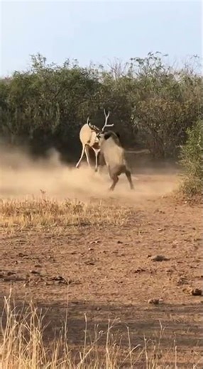 The Deer Didn’t Expect This Attack 😨🦌 #wildliferescue #animals #Deer