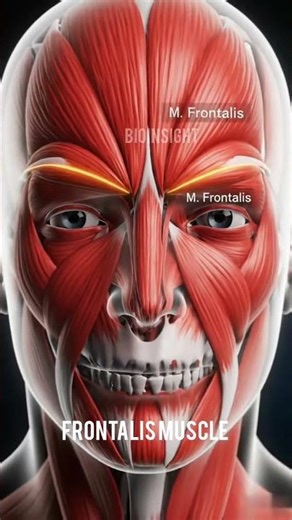 The frontalis muscle #physiology #medical #anatomy #science #education #eyes #muscle #subscribe