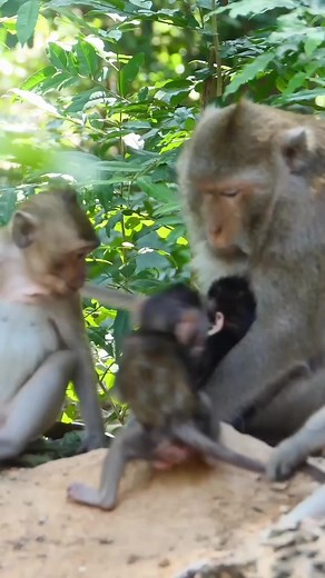 6.5K views · 111 reactions | Adborable Monkey Life 11 #Reels #monkey | Discover | Facebook