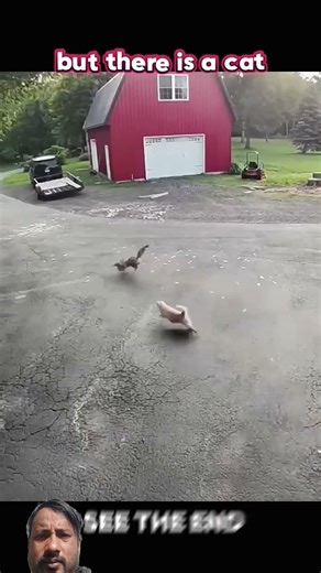 #helping 😼#cat#the respect #trandingshorts 🙀