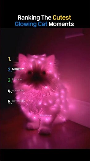 Ranking The Cutest Glowing Cat Moments 😻✨