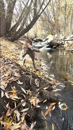 #dog #bordercollie #dogswimming