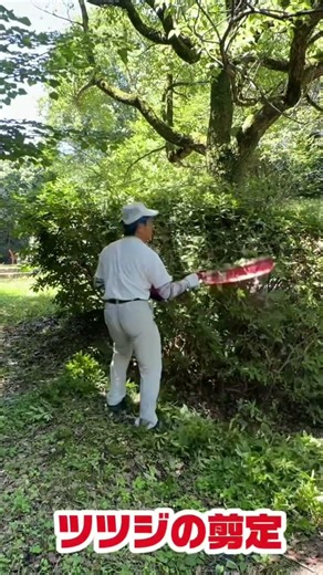 【渾身の剪定‼️】2年振りの公園のツツジ剪定🤗何時もながらトリマーの威力には感服🤩剪定はこれに限る🥰 #ツツジ剪定 #伏見北堀公園 #ボランティア活動