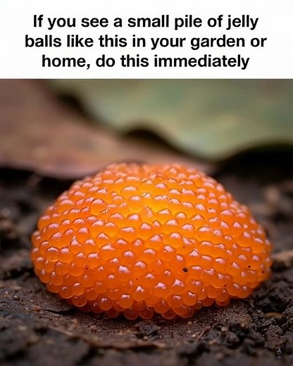 94K views · 46 reactions | If you see a small pile of jelly balls like this in your garden... | Easy craft | Facebook