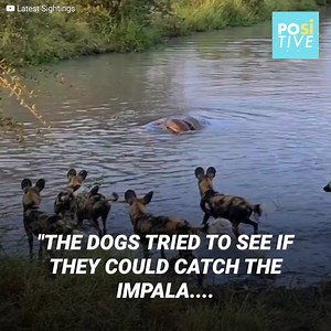 23K views · 141 reactions | The hippo is not the only one who wants...