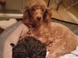 KC Reg Toy poodle boy hereditary clear parents, First vaccination/Microchipped and vet checked completed