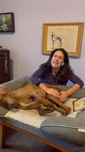 Bob's rehab is "by the book" . You can learn too! Online Intro JSJ for Animal class! #jsjforpets