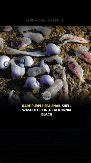Bharat Updates 24 Hrs on Instagram: "A rare purple sea snail shell has washed up on a California beach. Experts identified it as Janthina, or violet sea snail, a species that lives drifting offshore. Unlike typical snails, it floats upside down, surviving on ocean surface using a bubble raft formed from air trapped in mucus secreted by the snail, which allows it to drift with currents"