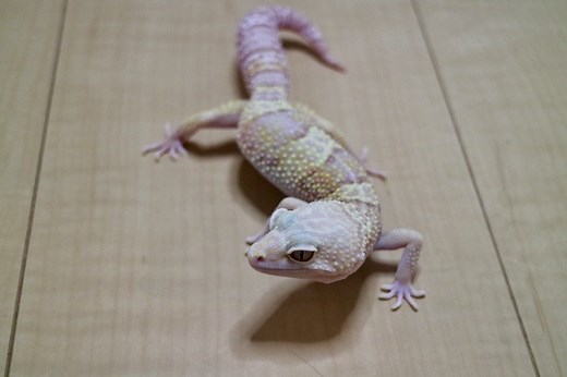 【レオパ モルフ紹介】レインウォーターアルビノとは？他のアルビノとの違いなど｜You Reptiles.com