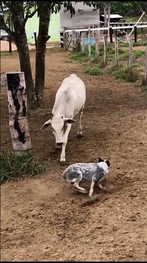 The dog that WORKS more than you 💼🐕 (Blue Heeler)