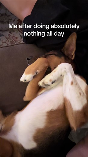 Except for playing vacuum around the house #dogsoftiktok #dogtok #dog #fyp #rescuedog