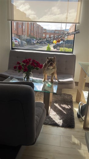 Thanos: The Adorable American Bully Mini