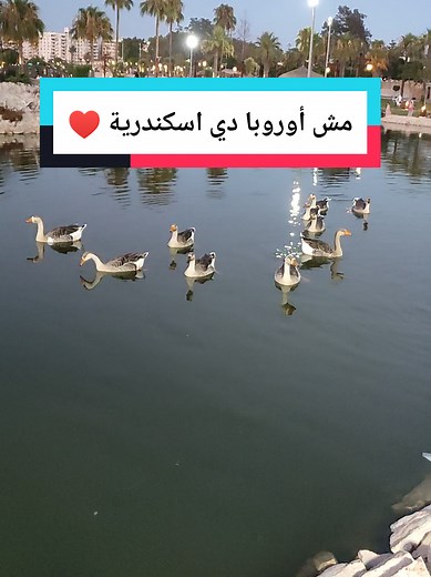 فسح وخروجات اسكندرية بحيرة البط #صيف_2025 #فسح _وخروجات اسكندريه #تصويري #المنتزه