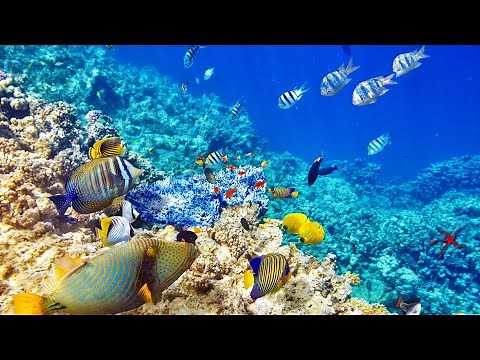 Musique Douce et Scènes de Fond de L'Océan • Musique Calmer, Zen, Relaxante