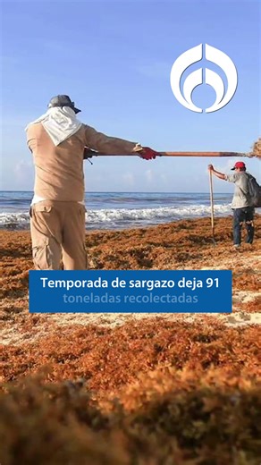 📻 Cápsula informativa de hoy #19Noviembre: Temporada de sargazo deja 91 toneladas recolectadas de arenales de Quintana Roo.