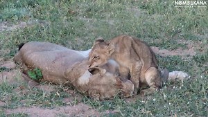 15K views · 556 reactions | Watch this weak struggling cub grooming its mother in the Kruger National Park | Nombekana Safaris and Wildlife Photography | Facebook